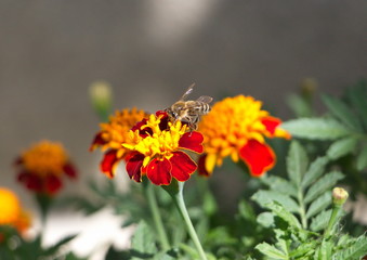 honeybee while collecting nectar on a sunny day