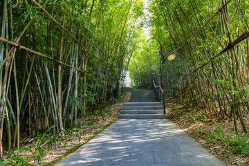 Fototapeta na wymiar Bamboo trail