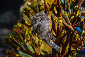 Seahorse