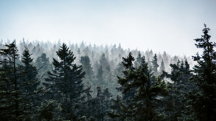 Fototapeta na wymiar Wald im Harz
