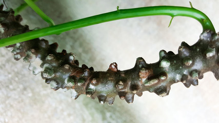 tinospora crispa tree herb