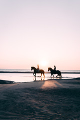 Horses in Water during Sunset