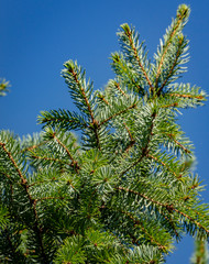 Green and silvery needles of Picea omorica on blye sky as background. Close-up in natural sunligh. Nature concept for design