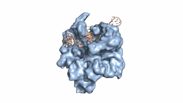 The CRISPR/Cas9 genome editing/engineering system. Rotating (simplified) surface model, seamless loop