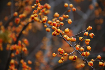 Fall colorful  bittersweet Plant 