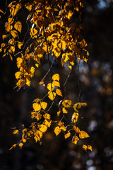 Yellow birch Autumn leaf on a dark background with backlight.