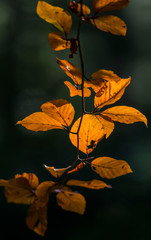Autumn crimson beech leaves glow in the sunlight. autumn beech leaves in the back sunlight. vintage...