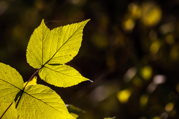 Fototapeta na wymiar Green yellow Autumn leaf on a dark background with backlight.