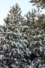 winter landscape, pine branches covered with fresh white pure snow. Eco layout for background. beautiful frosty sunny weather in winter. blue sky