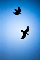two crows soar in the sky. black silhouette of a bird on a background of blue sky. wild nature