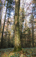 Acer pseudoplatanus (Sycamore) tree among the mixed Carpathian forest