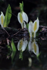 ミズバショウ