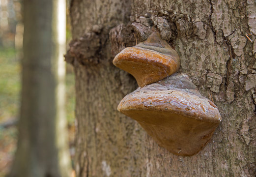 Mushroom Phellinus hartigii on fir tree European silver fir. tree-decaying mushroom petiole Phellinus hartigii on the fir trunk