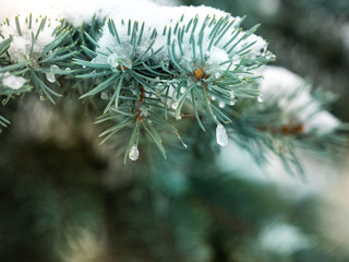 First snow in the city. Branch of fir tree covered with snow, closeup. sharp frosts. fabulous light and colorful picture.