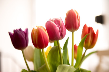 Bunter Tulpenstrauß stehen an einem hellen Platz