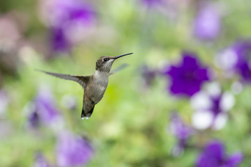 Fototapeta premium Playing Near the Petunias