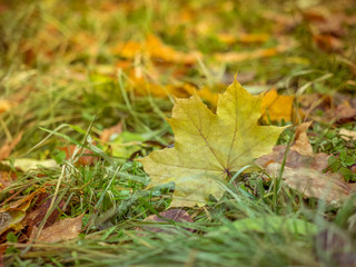 Colorful fall maple leaves on a background of green grass. Shallow depth of field.