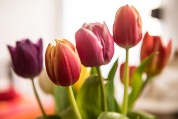 Bunter Tulpenstrauß stehen an einem hellen Platz