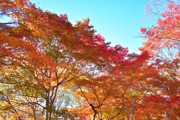 福原山荘の紅葉