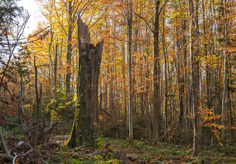 natural beech forests in Carpathians in the autumn colors of the sunny day. beech forest in the Carpathian Mountains in autumn colors
