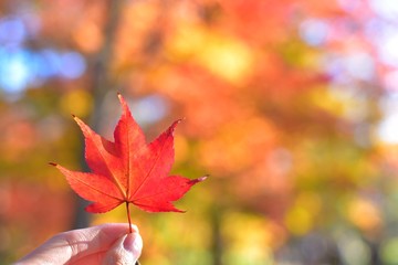 福原山荘の紅葉