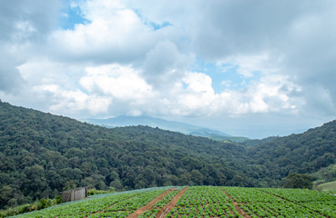 Farmland vegetation on the hills of northern Thailand