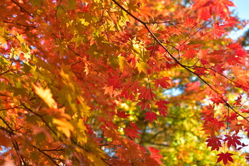 福原山荘の紅葉