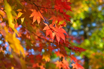 福原山荘の紅葉