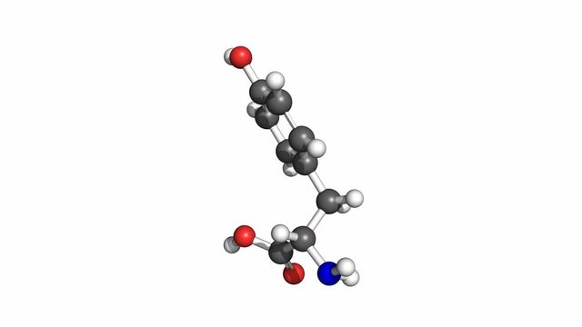 Thyrosine (amino acid) molecule, conventional coloring. Rotating ball and stick model, seamless loop.
