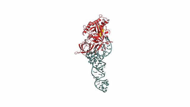 EF-Tu elongation factor catalyzes the binding of an aminoacyl-tRNA to the ribosome. Rotating cartoon model, seamless loop.