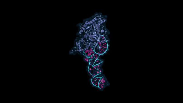 EF-Tu elongation factor catalyzes the binding of an aminoacyl-tRNA to the ribosome. Rotating cartoon model, seamless loop.