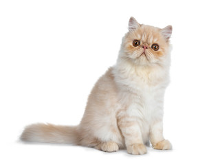 Sweet cream smoke Persian cat kitten sitting side ways with tail straight behind body looking straight at camera with big round brown eyes. Isolated on white.