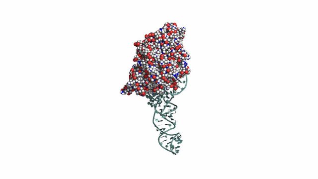 EF-Tu elongation factor catalyzes the binding of an aminoacyl-tRNA to the ribosome. Rotating space-filling model, seamless loop.