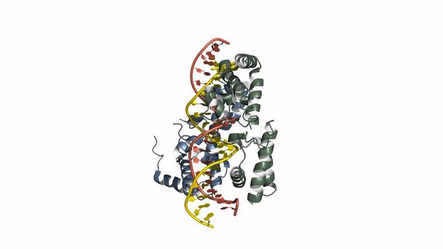 HNF homeobox A (HNF1A) transcription factor, rotating cartoon model, seamless loop