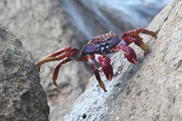 TIERE_6566_rote_Klippenkrabbe