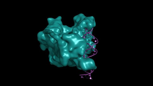 DNMT3 is an enzyme from a group of DNA methlytransferases, which modify DNA in order to regulate gene expression and activity. Rotating (simplified) surface model.