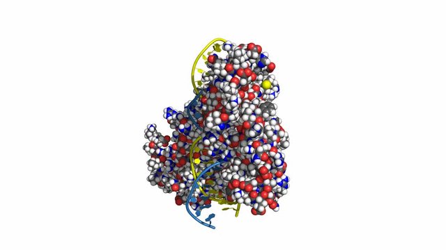 HNF homeobox A (HNF1A) transcription factor, rotating space-filling model, seamless loop, conventional atom colors