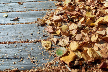 On old wooden planks lies a pile of fallen autumn leaves. Dry birch leaves yellow and red on a Sunny warm day. Background, Wallpaper or backdrop. Autumn mood.