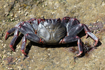 TIERE_6580_rote_Klippenkrabbe