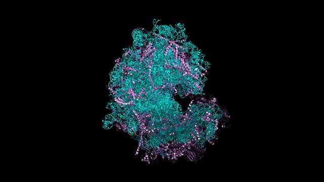 Eukaryotic ribosome, rotating model, seamless loop