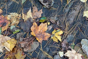 Autumn leaves scattered on a wooden bridge, closeup, background, abstract