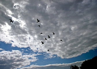 Fototapeta premium Flying Birds