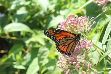 Monarch Butterfly