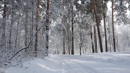 road in winter forest