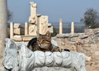 Cat gray on the background of ancient ruins. The cat is grey and ancient ruins. Turkey. Ephesus