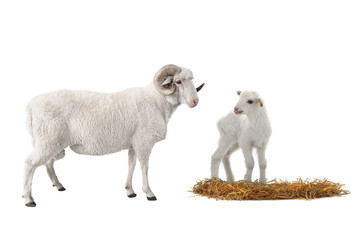 baby sheep and male sheep