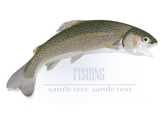 Rainbow Trout on white background.