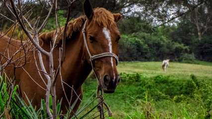 Naklejka na ściany i meble Beautiful brown horse on the farm lawn