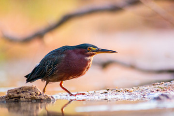 Western Green Heron