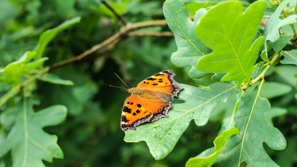 butterfly on flower